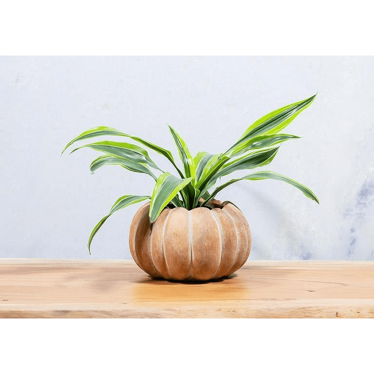 Large Low Pumpkin Planter