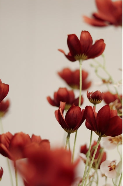 Calliopsis Spray | Rust Red