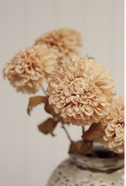 Pompon Dahlia Stem | Cream