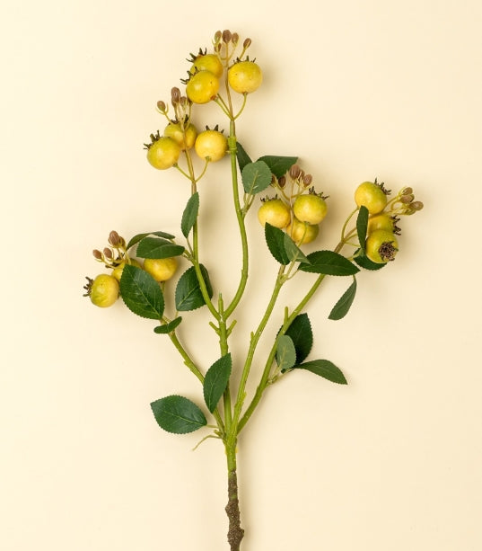 Rosehip Branch