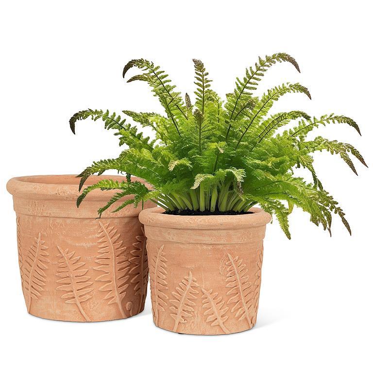 Small Fern Roll Rim Planter