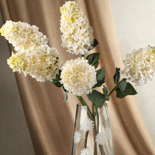 Hydrangea Paniculata Stem