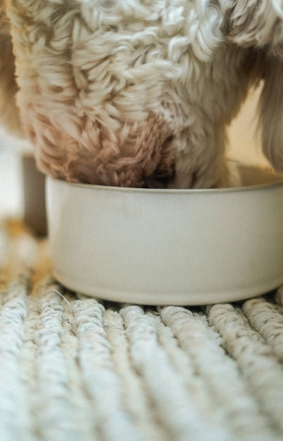 Pottery Pet Bowl | Large | White