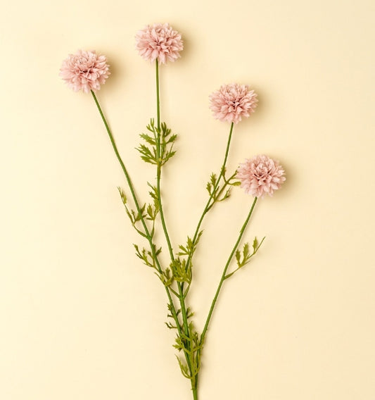 Mini Chrysanthemum | Pink
