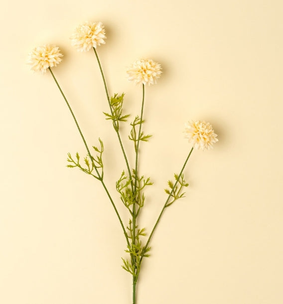 Mini Chrysanthemum | Cream