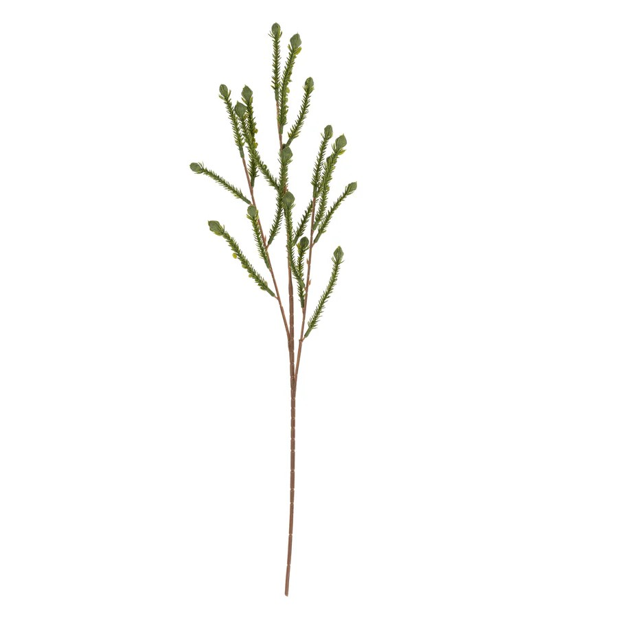 Cypress Sprig