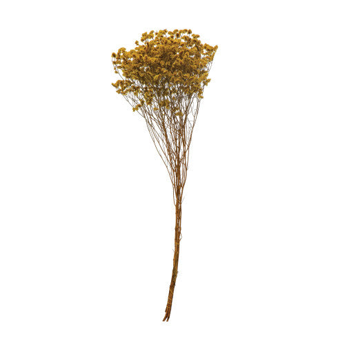 Dried Natural Pearl Grass | Chartreuse